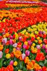 USA, Washington State. Skagit Valley, tulips blooming in garden Art Print